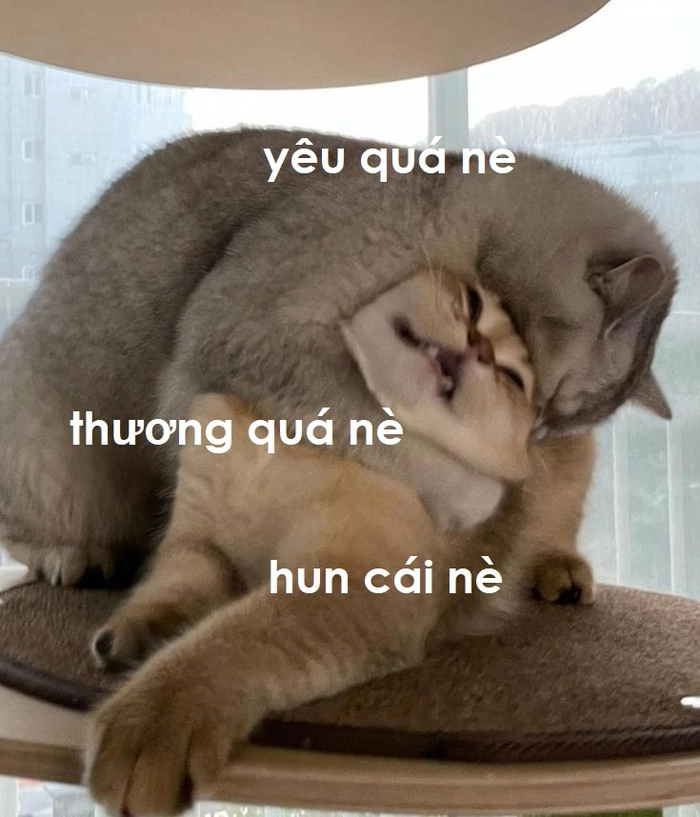 Meme mèo hun siêu đáng yêu