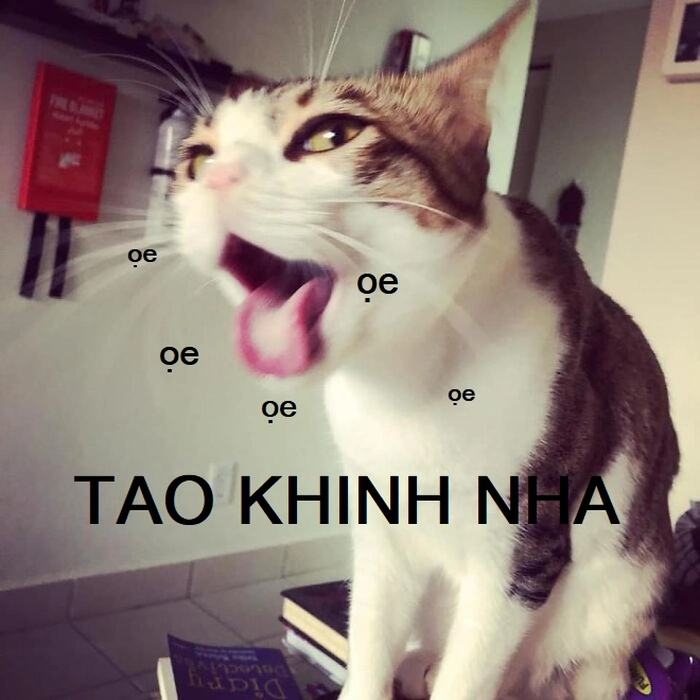 Meme mèo khinh bỉ chế