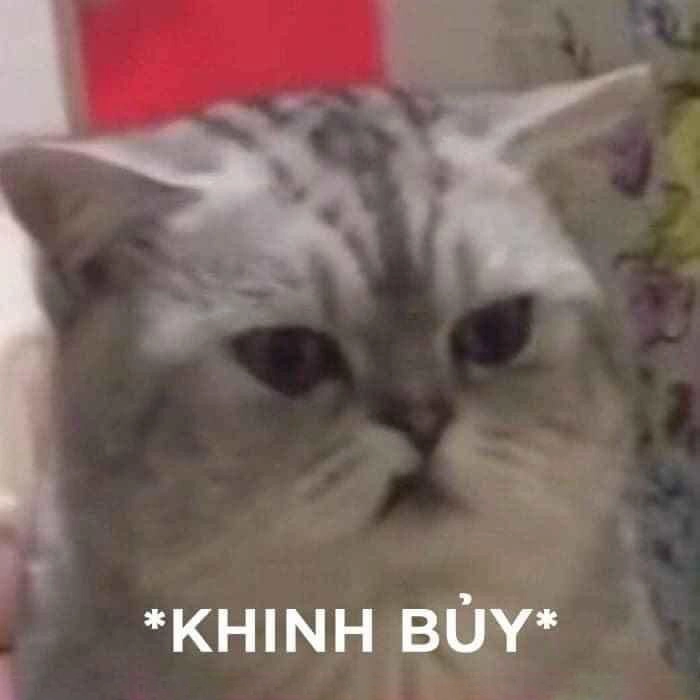 Meme mèo khinh nhẹ