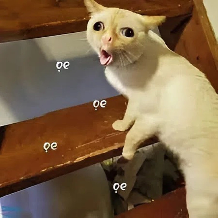 Meme mèo khinh thường