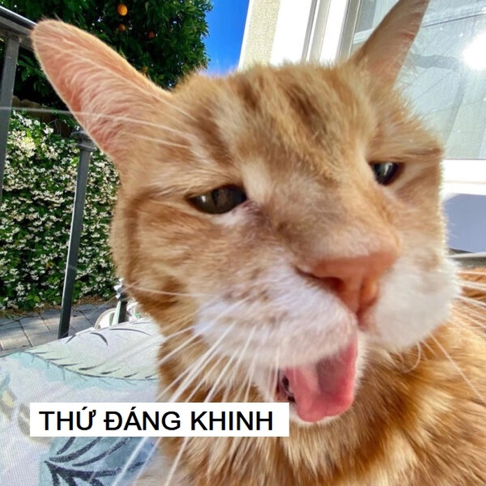 Meme mèo khinh