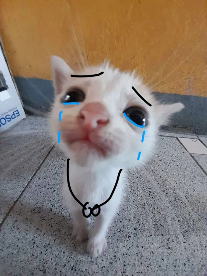 Meme mèo khóc bựa