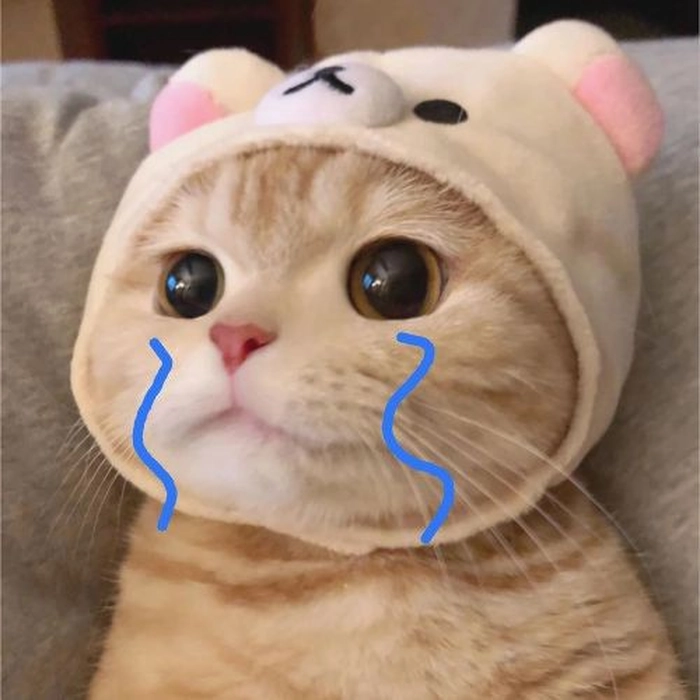 Meme mèo khóc buồn