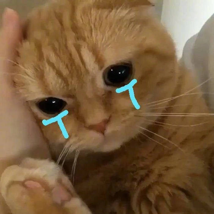 Meme mèo khóc cảm động