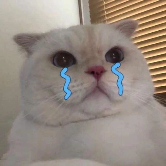 Meme mèo khóc cute bựa