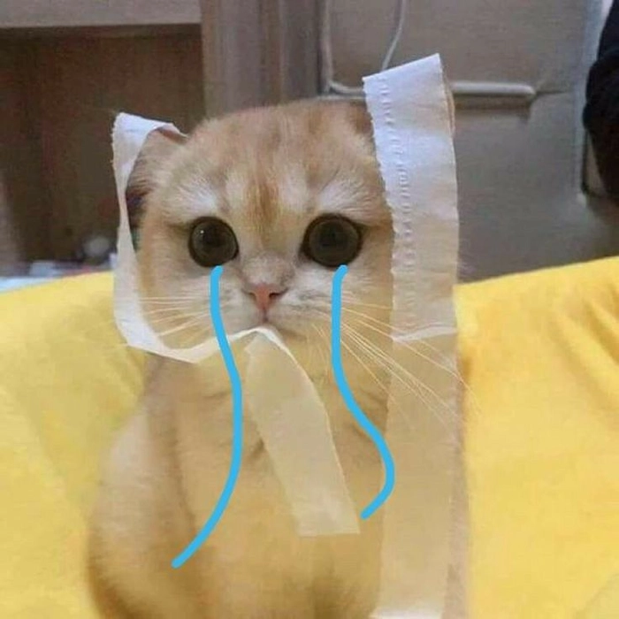 Meme mèo khóc cute gif