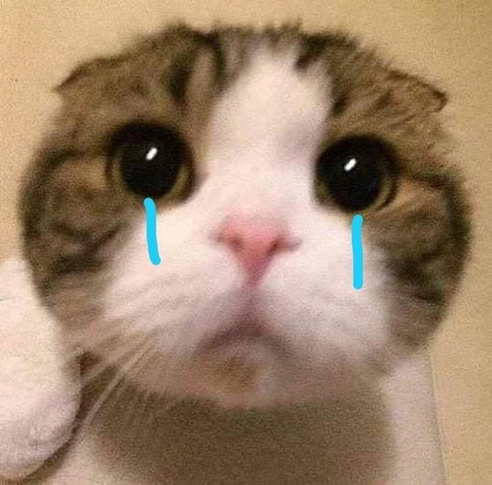 Meme mèo khóc cute hài