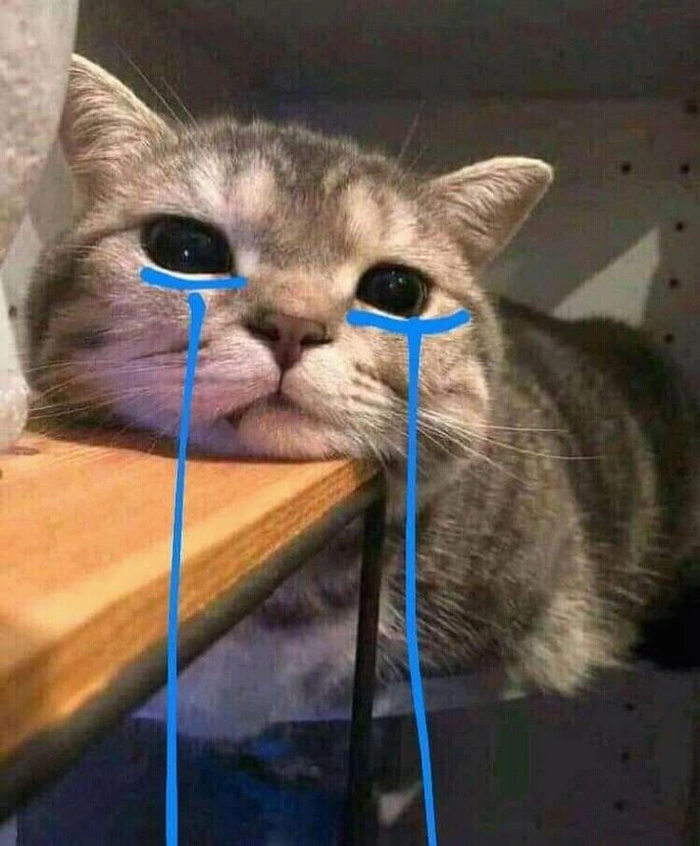 Meme mèo khóc dễ thương