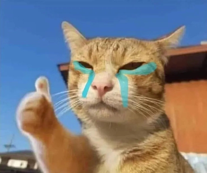 Meme mèo khóc like đáng thương