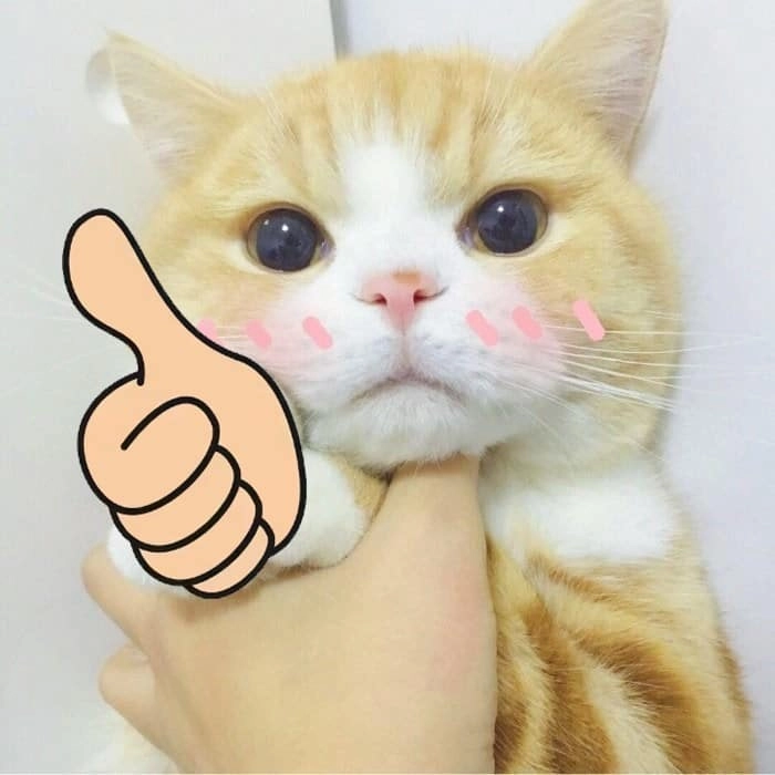 Meme mèo khóc like dở khóc dở cười