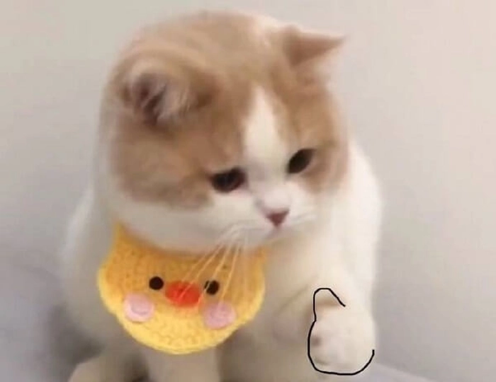 Meme mèo khóc like lầy lội