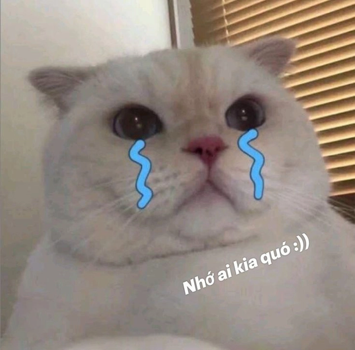 Meme mèo khóc ngồi co ro