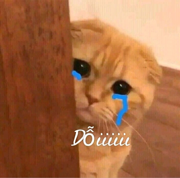 Meme mèo khóc ngồi góc