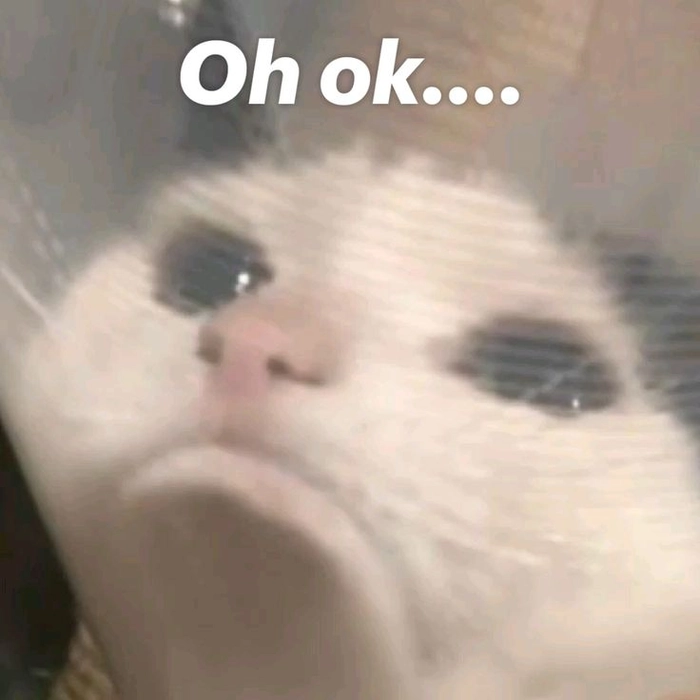 Meme mèo khóc ok buồn cười
