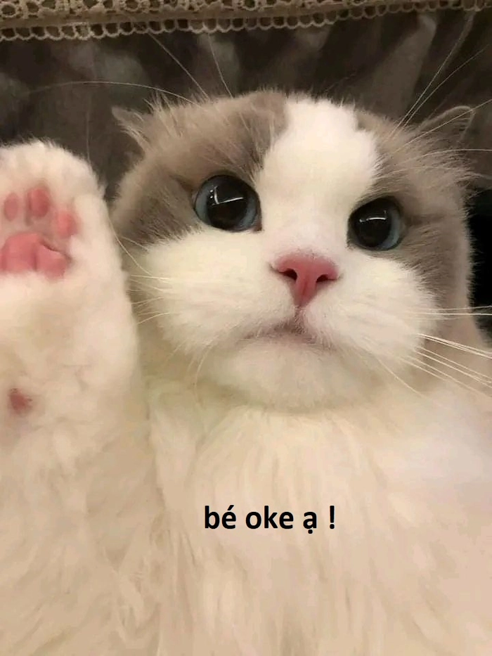 Meme mèo khóc ok cảm động