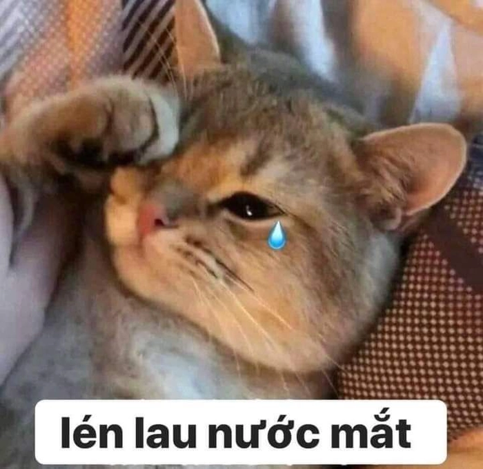 Meme mèo khóc rưng rưng