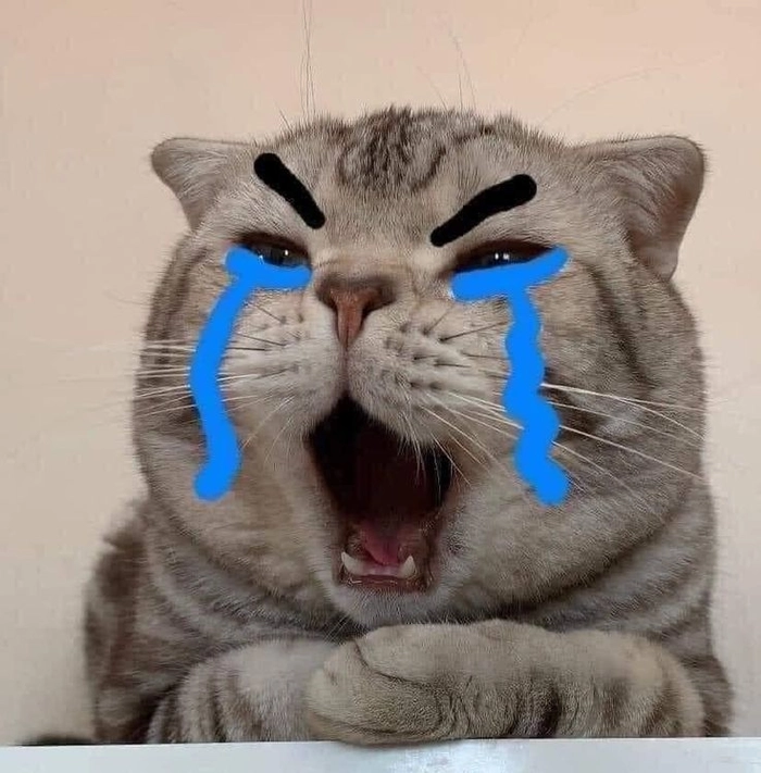 Meme mèo khóc thảm thương