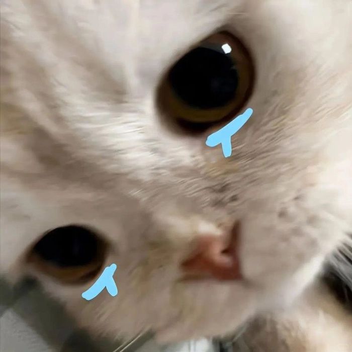 Meme mèo khóc tội nghiệp