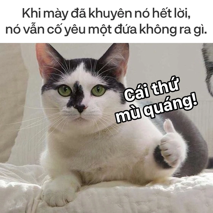 Meme mèo lạnh lùng khinh