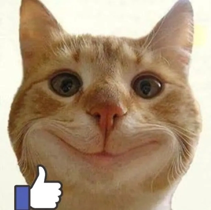 Meme mèo like khóc ngộ nghĩnh