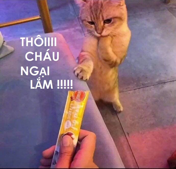 Meme mèo lườm ngại