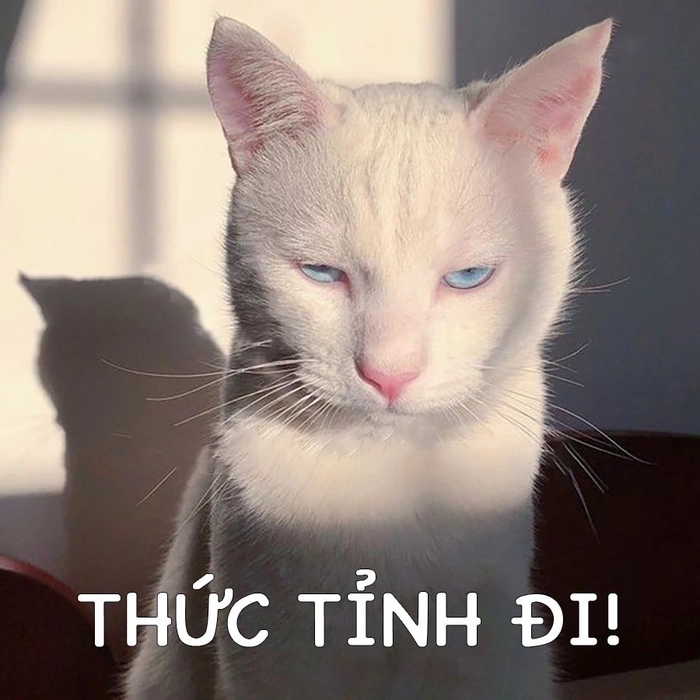 Meme mèo mắt khinh bỉ