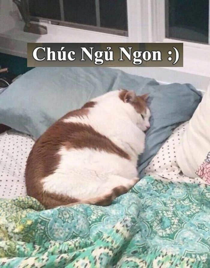 Meme mèo mệt mỏi chúc ngủ ngon