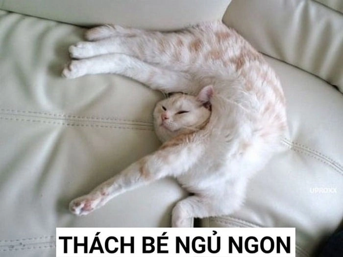 Meme mèo mơ mộng ngủ ngon