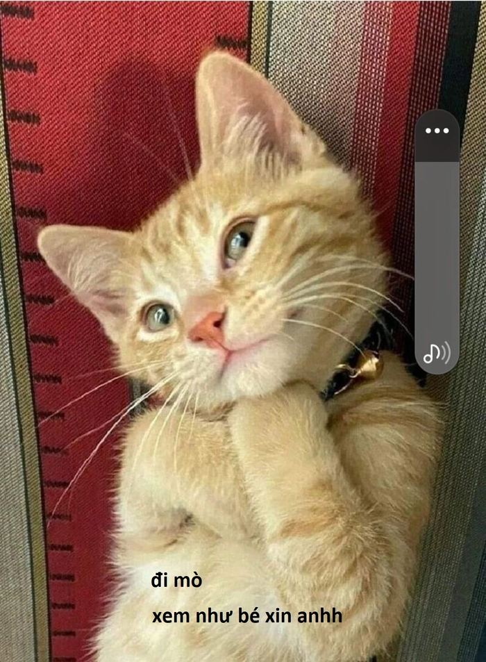 Meme mèo năn nỉ bá đạo