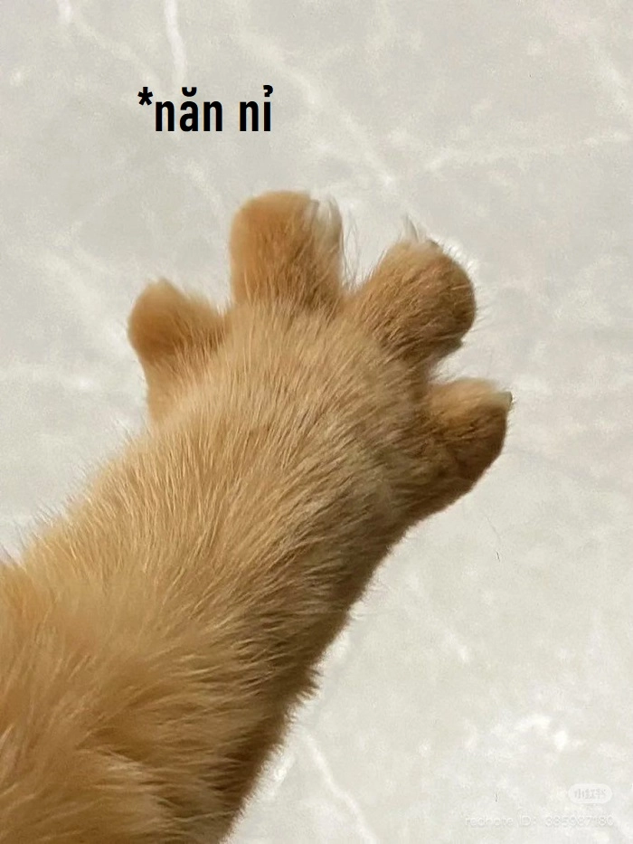 Meme mèo năn nỉ biểu cảm ngộ nghĩnh