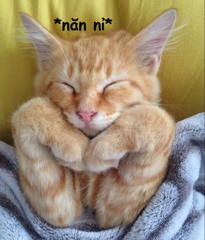 Meme mèo năn nỉ chất chơi