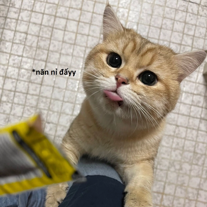 Meme mèo năn nỉ dễ thương