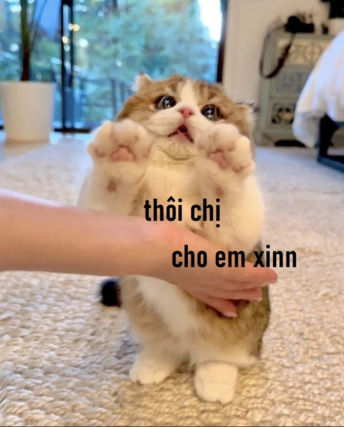 Meme mèo năn nỉ phiên bản siêu yêu