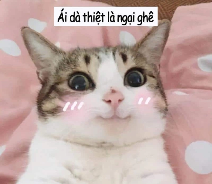 Meme mèo ngại đỏ mặt
