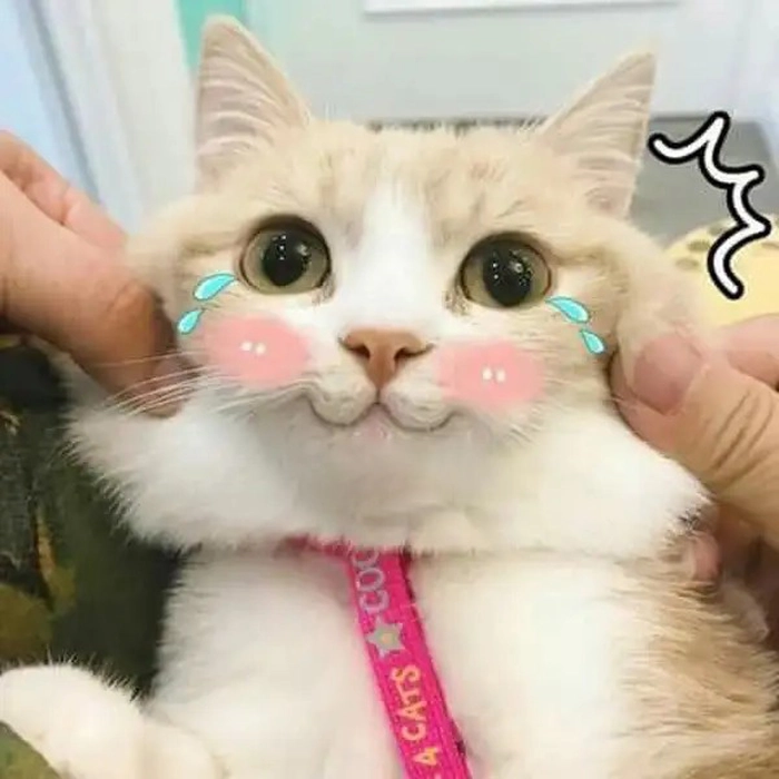Meme mèo ngại ngùng