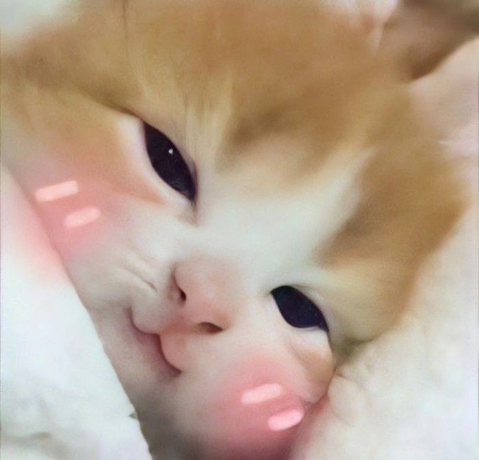 Meme mèo nghiêng đầu ngại