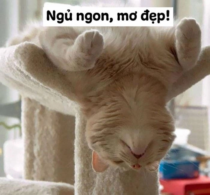 Meme mèo ngủ ngáy dễ thương