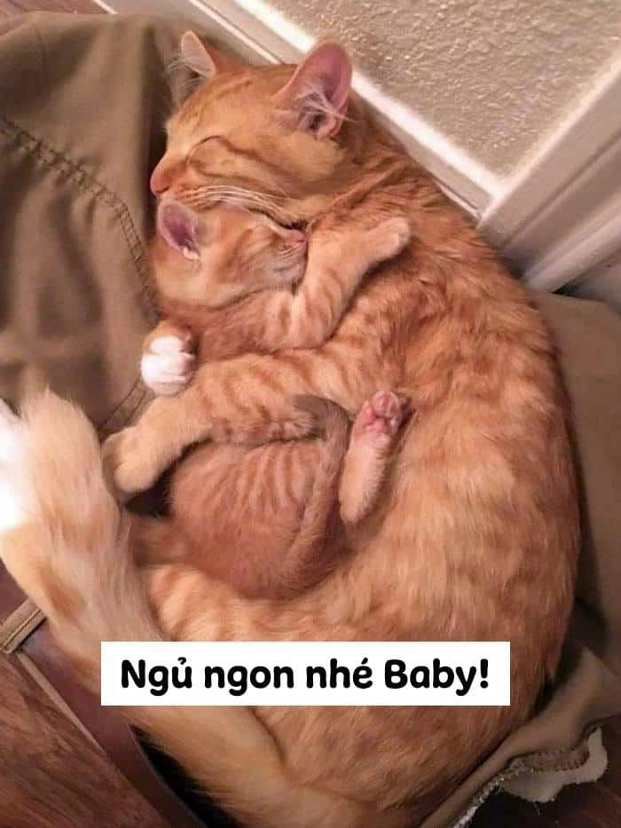 Meme mèo ngủ ngon hài hước