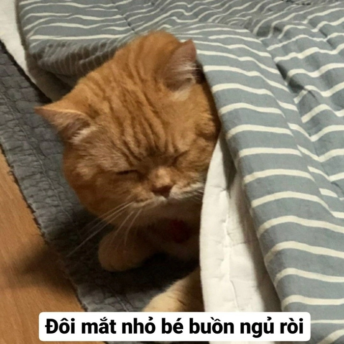 Meme mèo ngủ trong chăn