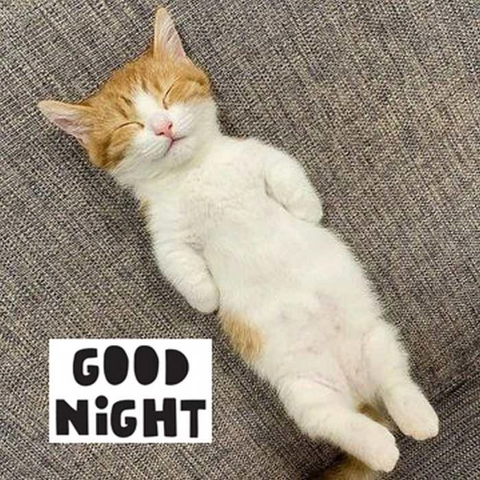 Meme mèo nhắm mắt ngủ ngon