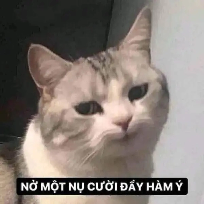 Meme mèo nhếch mép chất chơi