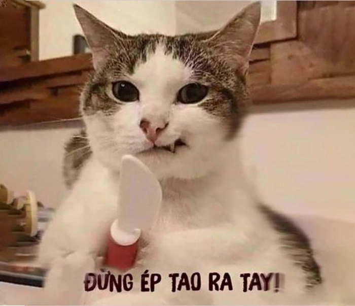 Meme mèo nhếch mép cực gắt