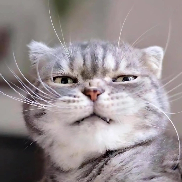 Meme mèo nhếch mép dễ thương kiểu gắt