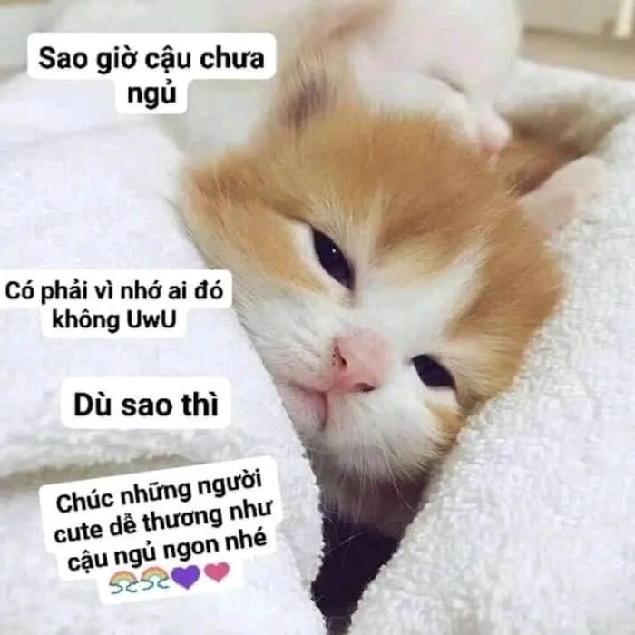 Meme mèo nói chúc ngủ ngon