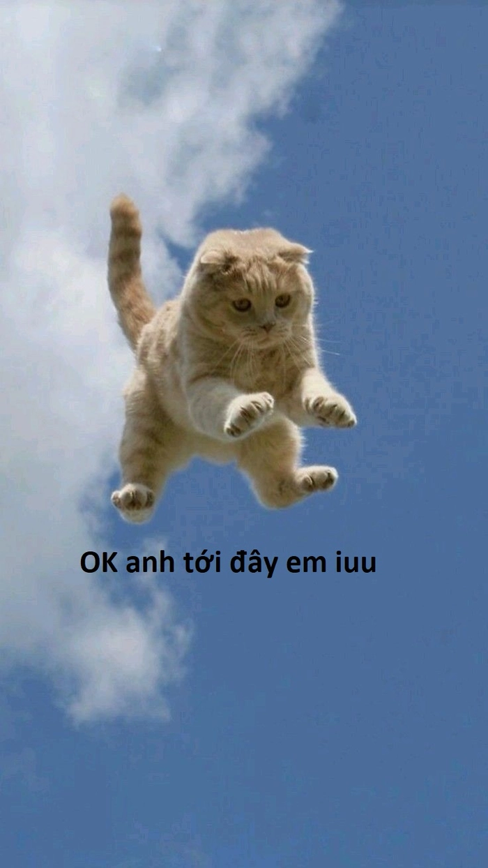 Meme mèo ok hài hước
