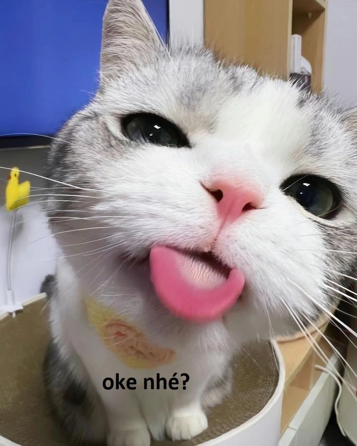 Meme mèo oki chất chơi