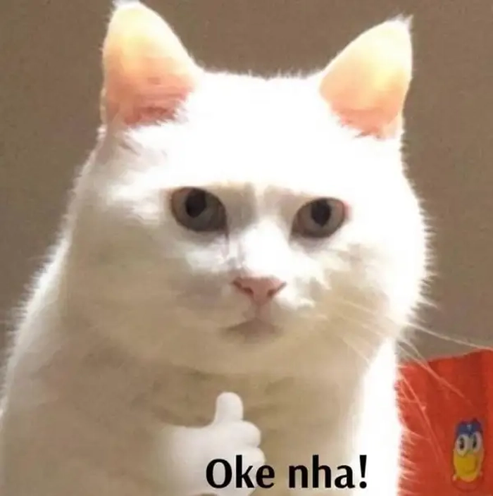 Meme mèo oki dễ thương lạc quẻ