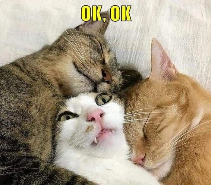 Meme mèo oki phiên bản lầy