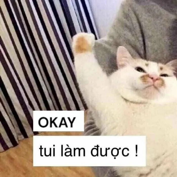Meme mèo oki siêu lầy