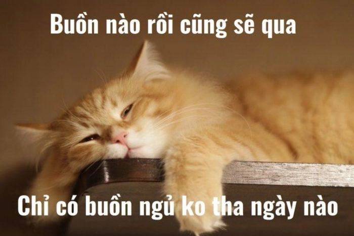 Meme mèo ôm gối chúc ngủ ngon